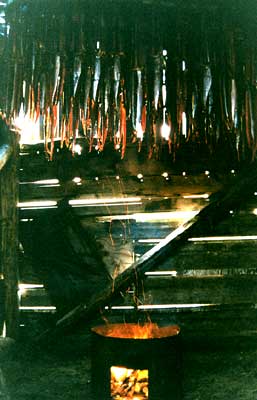 Salmon strips in a smokehouse above an alder fire