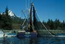 herring seining