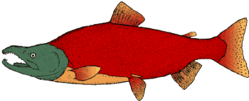 Featured image of post Sockeye Salmon Drawing